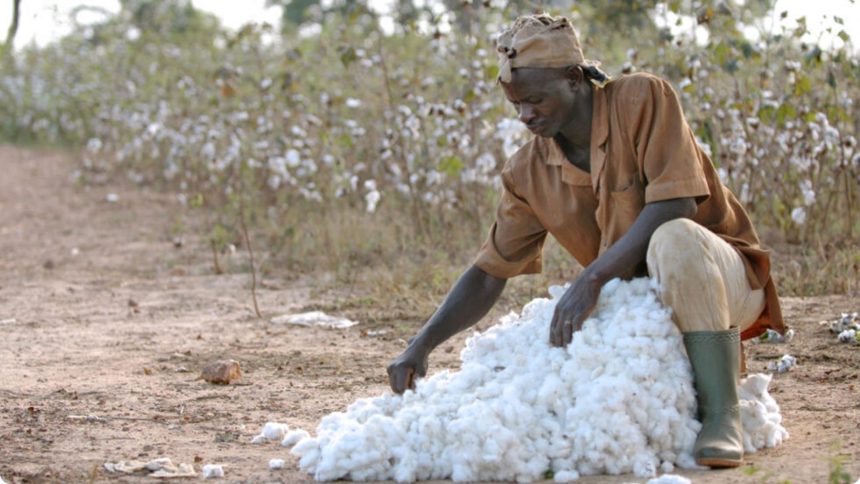 production de coton en Côte d'Ivoire